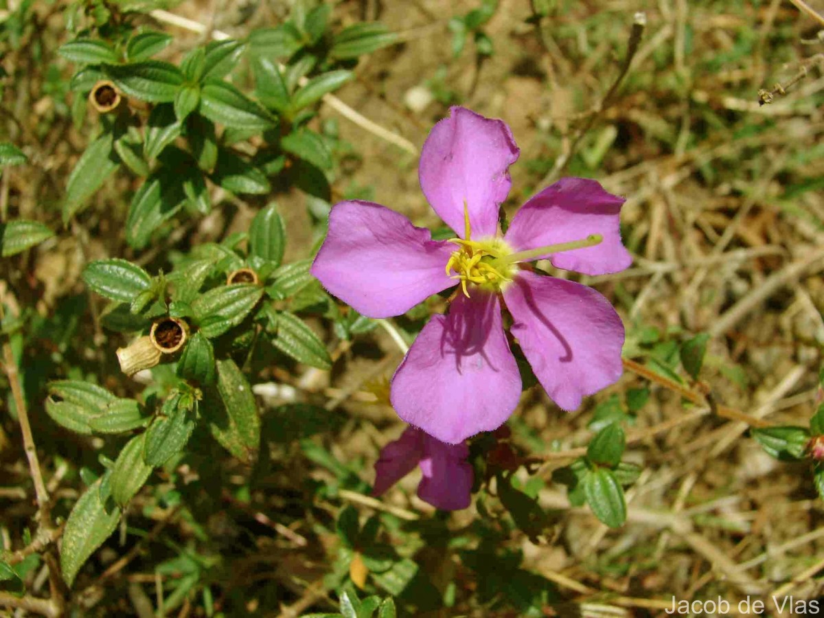 Osbeckia parvifolia Arn.